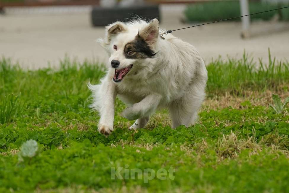 Собаки в Москве: Альбина Девочка, Бесплатно - фото 2