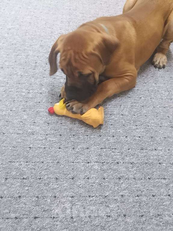 Собаки в Москве: Щенок Южноафриканского Бурбуля Мальчик, 35 000 руб. - фото 3