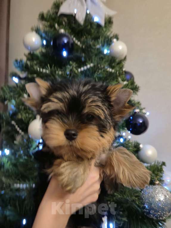 Собаки в Балашихе: Йоркширского терьера щенок Мальчик, Бесплатно - фото 2