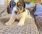 Собаки в Новосибирске: Продаются прекрасные щеночки Джек-Рассел-терьер😍  Мальчик, 20 000 руб. - фото 2