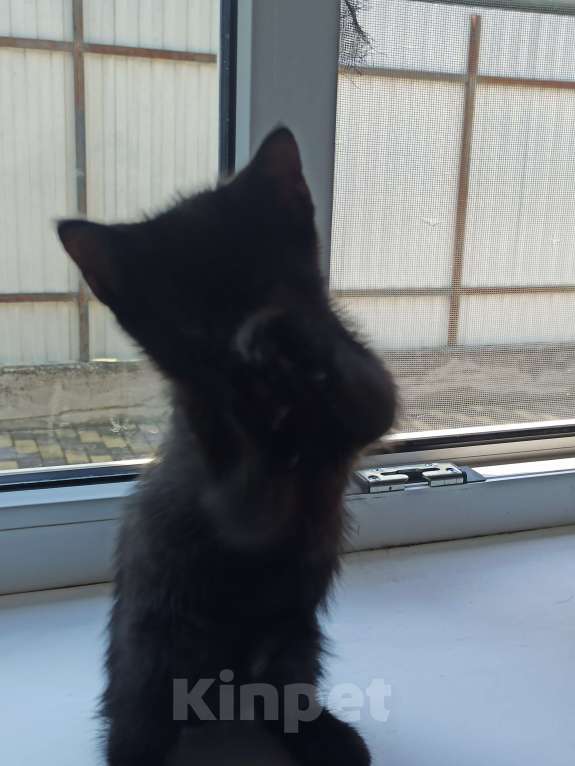 Кошки в Пятигорске: Котята в добрые руки Мальчик, Бесплатно - фото 5