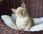 Кошки в Москве: Бурманские котята с документами Мальчик, 50 000 руб. - фото 2