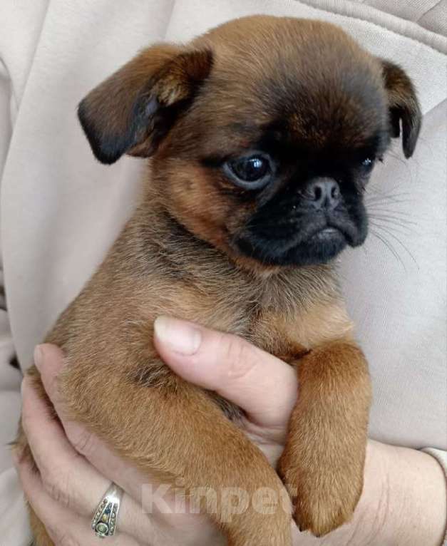 Собаки в Туле: Моя Прелнсть Девочка, 35 000 руб. - фото 2