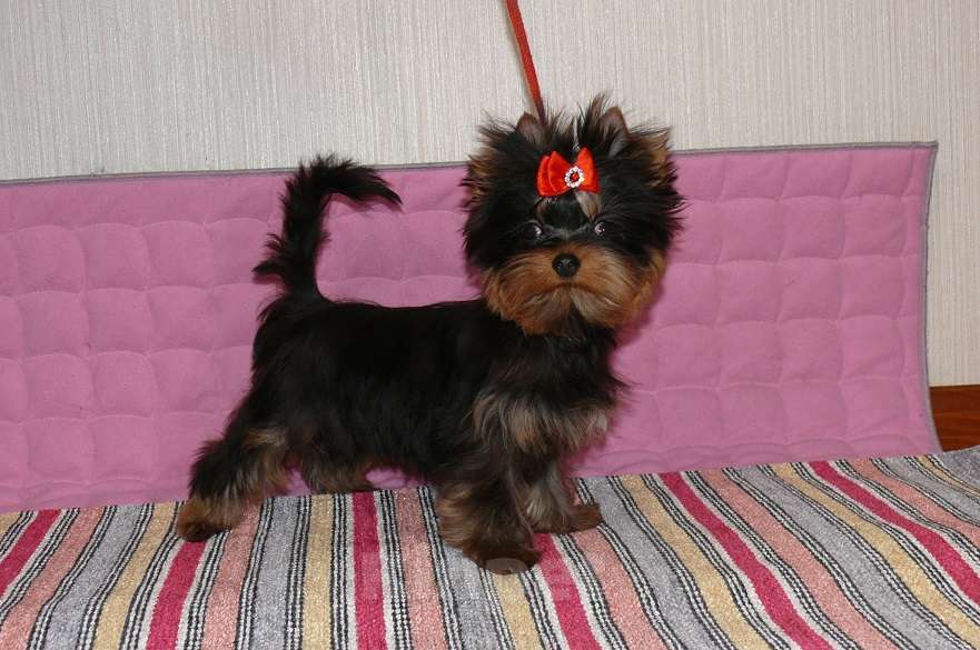 Собаки в Королеве: Йорк мальчик мини, 4,5 мес Мальчик, 23 000 руб. - фото 2