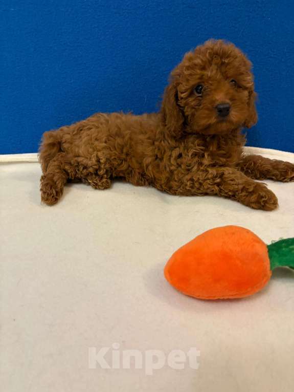 Собаки в Москве: Той  пудель-   Мальчик  той Мальчик, 40 000 руб. - фото 2