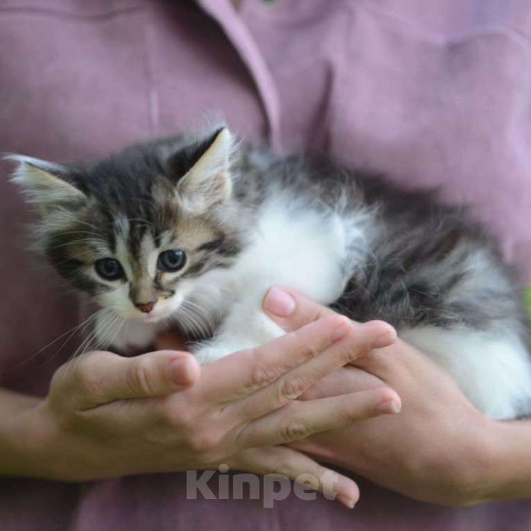 Кошки в Москве: Самая милая крошечка Мурочка Девочка, Бесплатно - фото 2