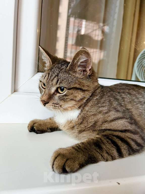 Кошки в Москве: Сладкий добрейший котенок Маффин в добрые руки Мальчик, Бесплатно - фото 2