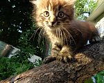 Кошки в Иваново: Отдадим в добрые руки двух замечательных котят. Мальчик, 1 руб. - фото 5