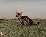 Кошки в Москве: Бенгальский котенок Мальчик, 25 000 руб. - фото 2