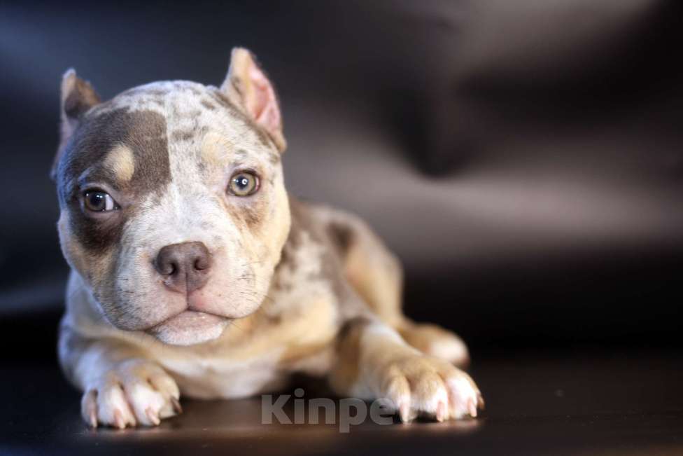 Собаки в Всеволожске: ММ ДАЛМОР ВИНТАЖ Мальчик, Бесплатно - фото 8