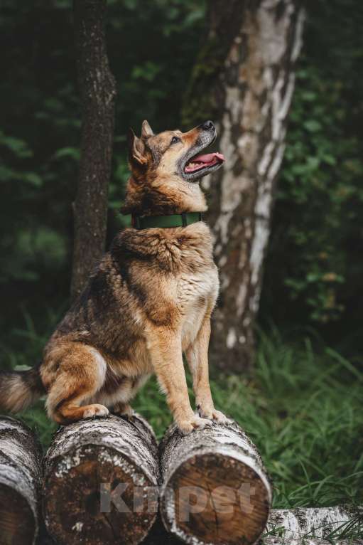 Собаки в Москве: Шебутной Жорик готов стать вашим лучшим другом! Мальчик, Бесплатно - фото 3