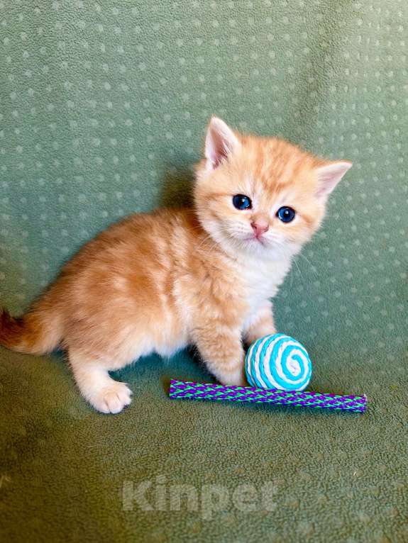 Кошки в Москве: Золотой мраморный шиншилла котик Мальчик, 35 000 руб. - фото 9