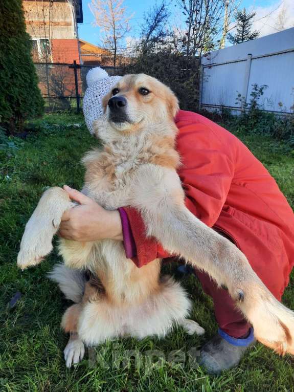 Собаки в Санкт-Петербурге: Мягкая и ласковая молодая собака Девочка, Бесплатно - фото 3