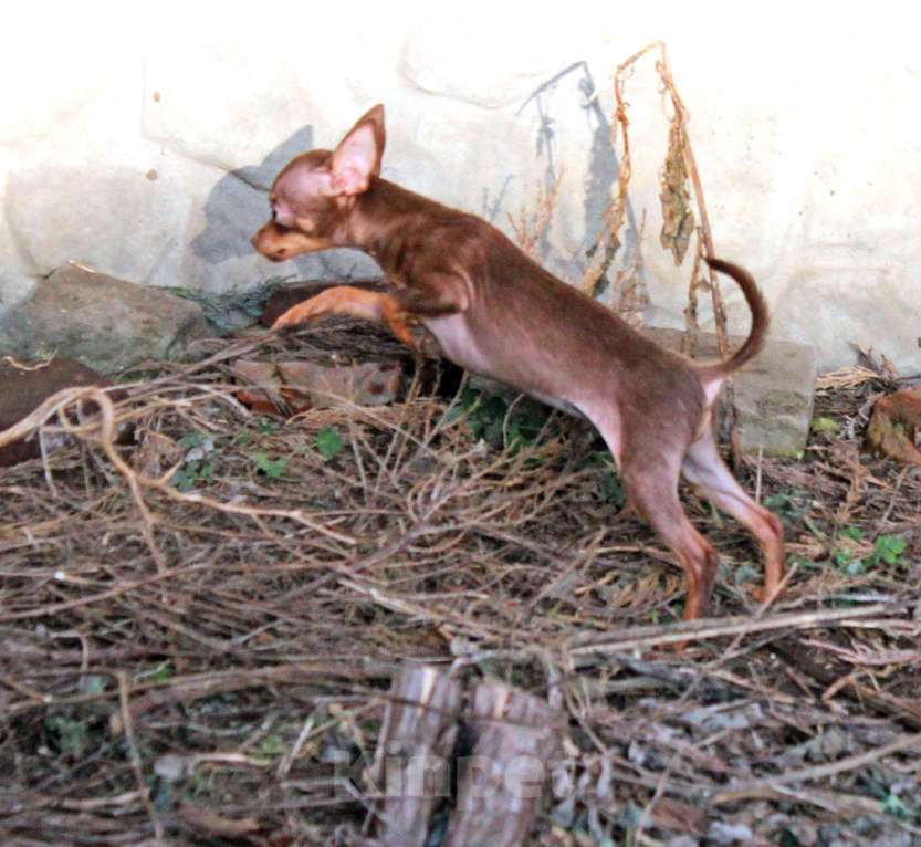 Собаки в Волгограде: Девочка - супер мини Девочка, 50 000 руб. - фото 9