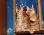 Кошки в Саратове: Котики мейн-кун Мальчик, 18 000 руб. - фото 6