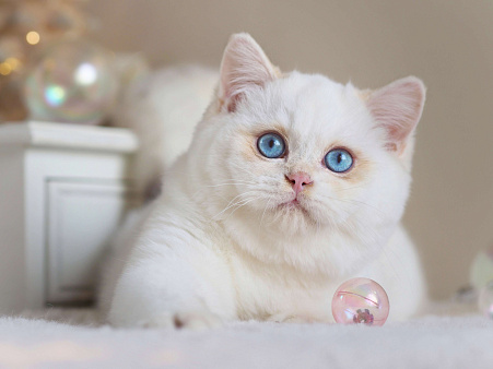 Британский мальчик Фан-Фан