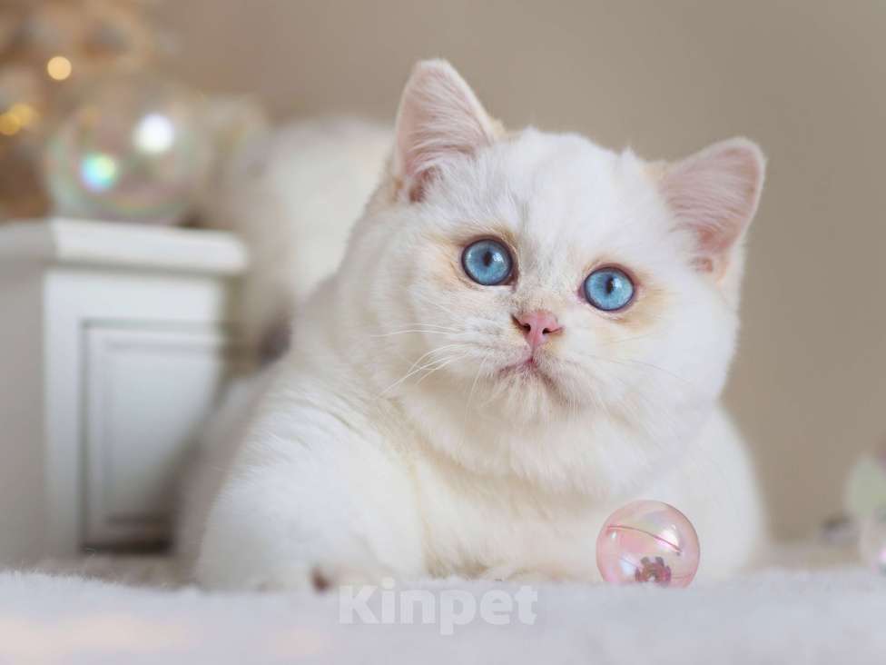 Кошки в Москве: Британский мальчик Фан-Фан Мальчик, 120 000 руб. - фото 1