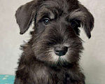 Собаки в Липецке: Предлагаются щенки цвергшнауцера Мальчик, 55 000 руб. - фото 2