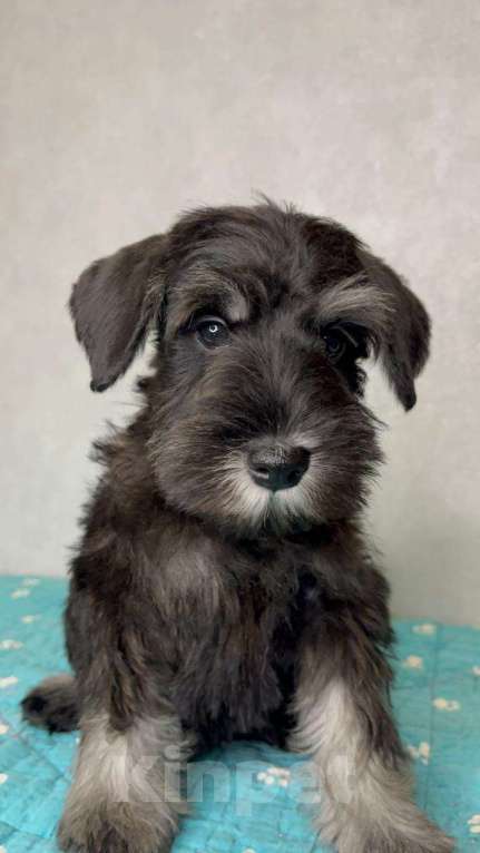 Собаки в Липецке: Предлагаются щенки цвергшнауцера Мальчик, 55 000 руб. - фото 2