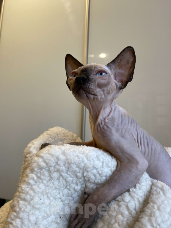Кошки в Москве: Котёнок канадского сфинкса  Девочка, 35 000 руб. - фото 3