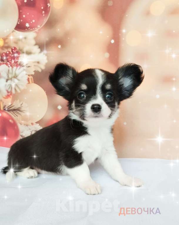 Собаки в Ногинске: Девочка-припевочка  Девочка, 40 000 руб. - фото 2