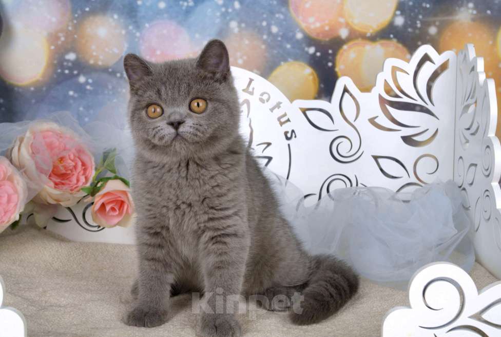 Кошки в Санкт-Петербурге: Британский котик классического голубого окраса Мальчик, 60 000 руб. - фото 7