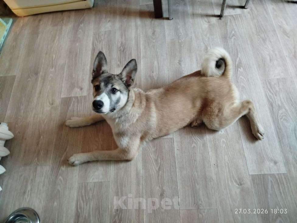 Собаки в других городах Московской области: Тейси в добрые руки Девочка, Бесплатно - фото 3