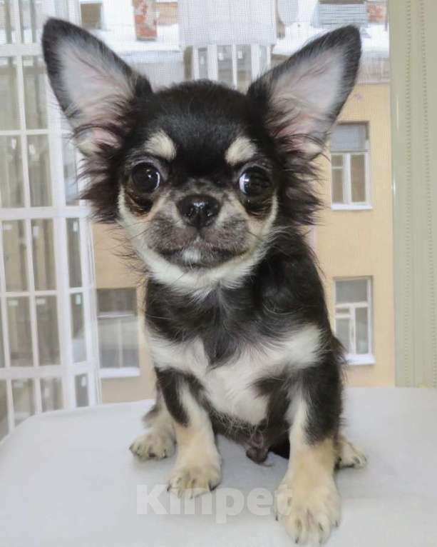 Собаки в Санкт-Петербурге: чихуахуа  мелкий  мальчик ДШ Мальчик, 50 000 руб. - фото 6