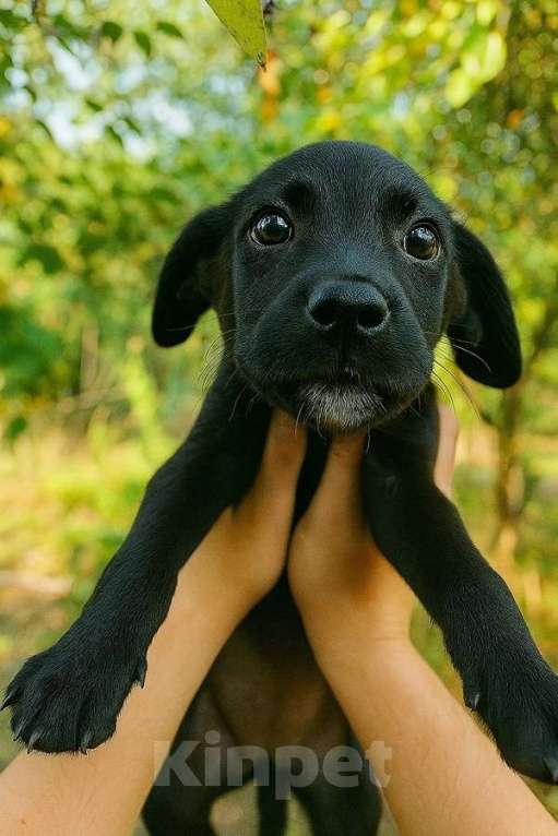 Собаки в Москве: Два чудесных щеночка (девочки) ищут дом! Девочка, Бесплатно - фото 4