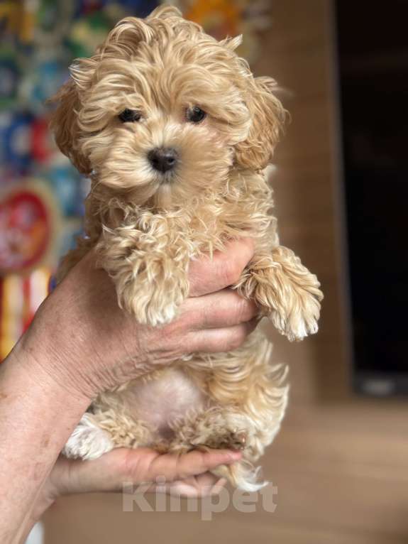 Собаки в Новосибирске: Щенки мальтипу Мальчик, 90 000 руб. - фото 2