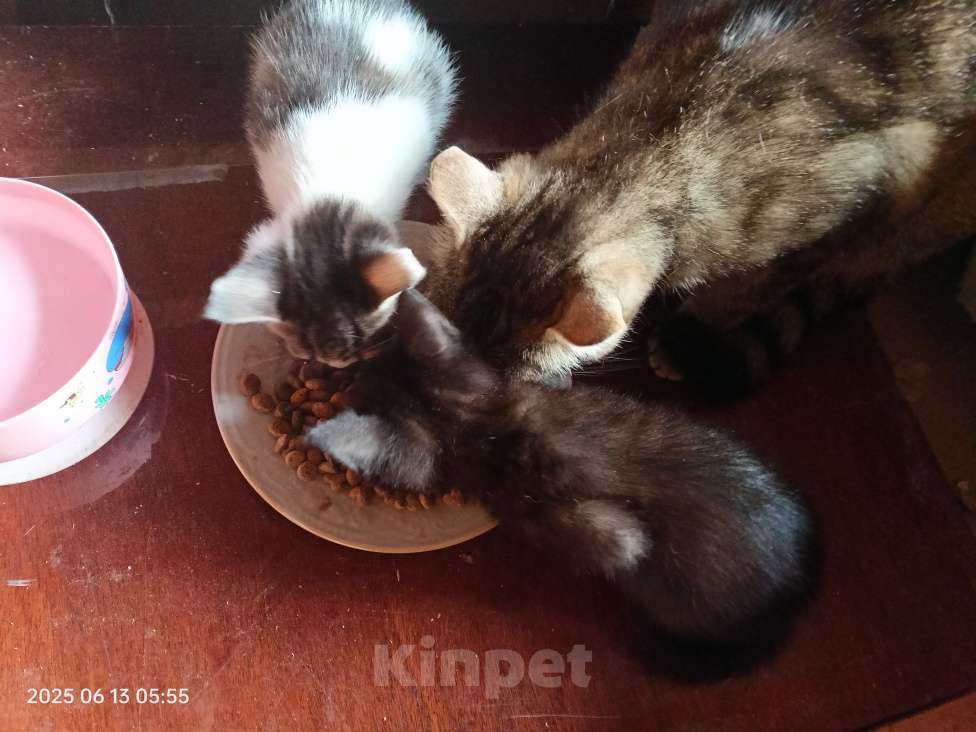 Кошки в Краснодаре: Белый с черными пятнышками Девочка, Бесплатно - фото 3