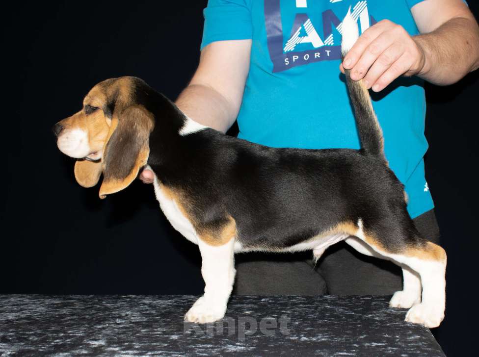 Собаки в Воронеже: Щенок бигля. Питомник Jewel Aleksandrina Мальчик, Бесплатно - фото 3