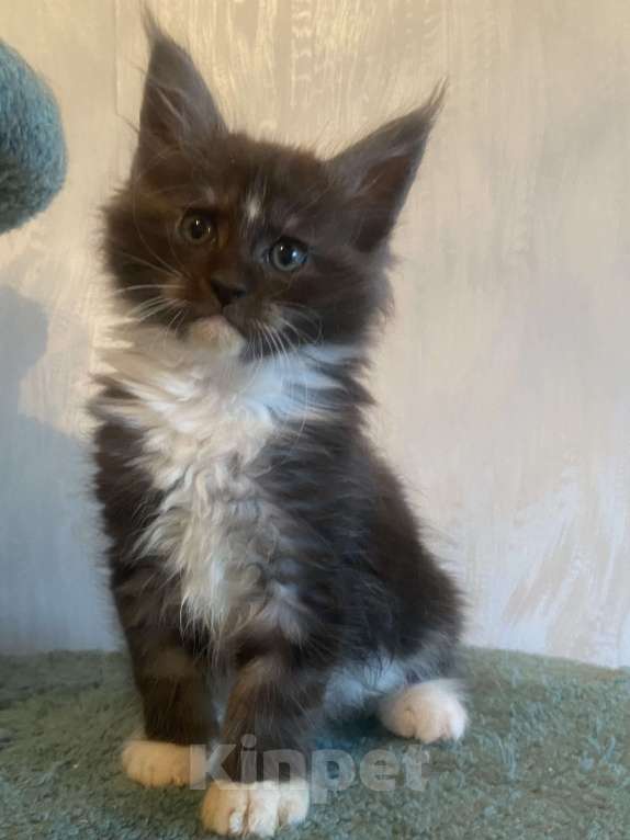 Кошки в Москве: Мейн-кун черный дым биколор Мальчик, Бесплатно - фото 4