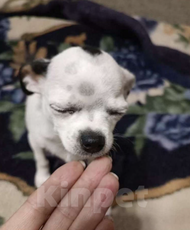 Собаки в Узловой: Щенок чихуахуа мальчик Мальчик, 75 000 руб. - фото 1