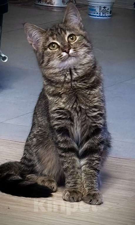 Кошки в Чебоксарах: Полосатая девочка  Девочка, Бесплатно - фото 1