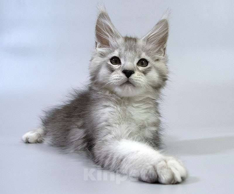 Кошки в Москве: Мейн кун котенок Мальчик, Бесплатно - фото 4