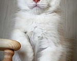 Кошки в Перми: Котята мейн-кун Мальчик, 25 000 руб. - фото 3