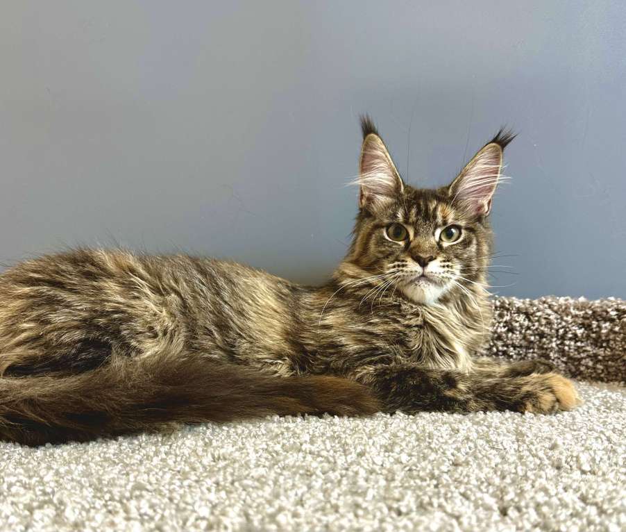 Кошки в Дедовске: Яркая, харизматичная девочка мейн-кун  Девочка, 45 000 руб. - фото 3