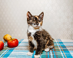 Кошки в Санкт-Петербурге: Котенок Пуговка Девочка, Бесплатно - фото 1