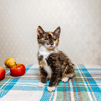 Котенок Пуговка