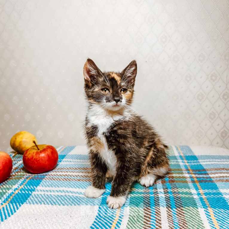 Кошки в Санкт-Петербурге: Котенок Пуговка Девочка, Бесплатно - фото 1