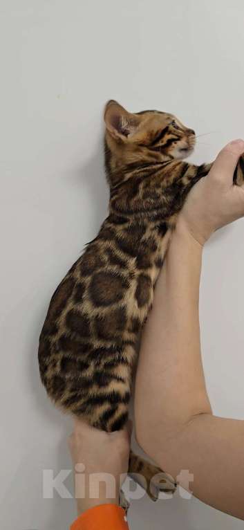Кошки в Ставрополе: Бенгальские котята  Девочка, 40 000 руб. - фото 7
