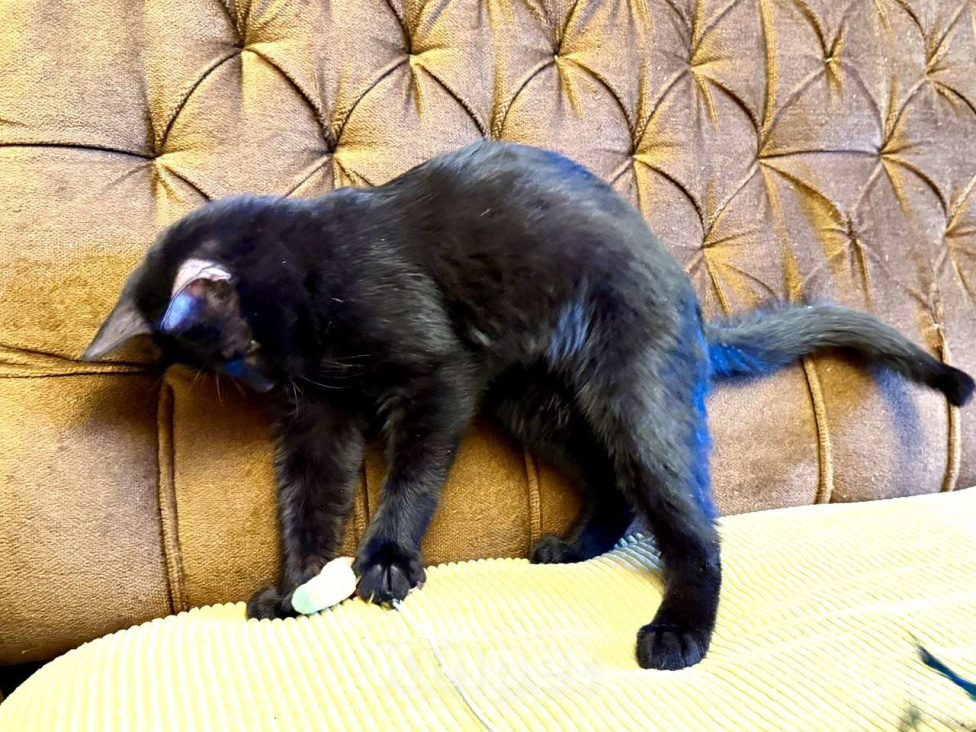 Кошки в Москве: Я очень жду мою маму Мальчик, Бесплатно - фото 3