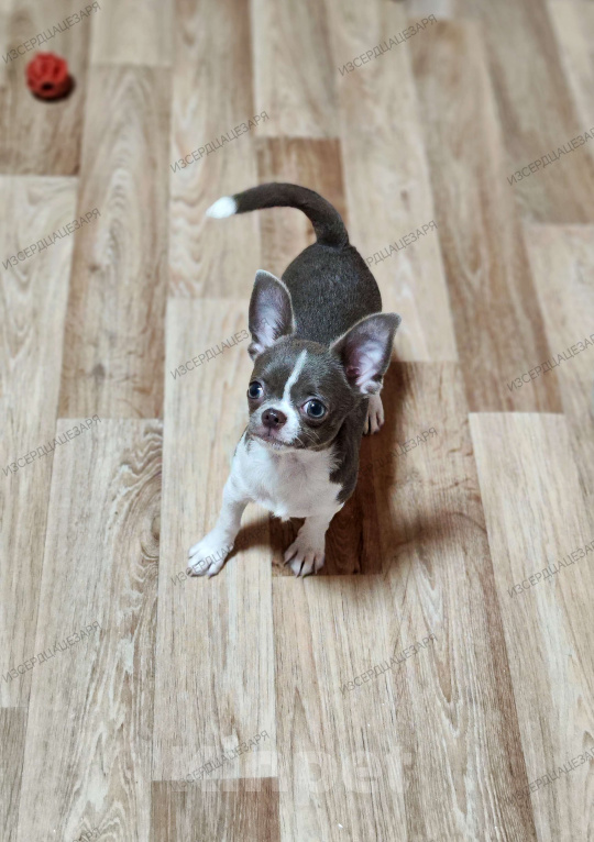 Собаки в Москве: Лиловый мальчик чихуахуа  Мальчик, Бесплатно - фото 3