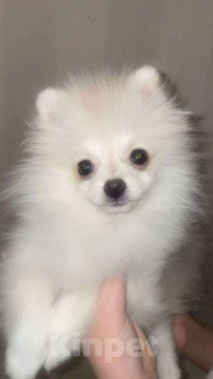Собаки в Кирове: Померанский шпиц. Продажа. POMERANIAN PUPPY. SALE. Девочка, 30 000 руб. - фото 2