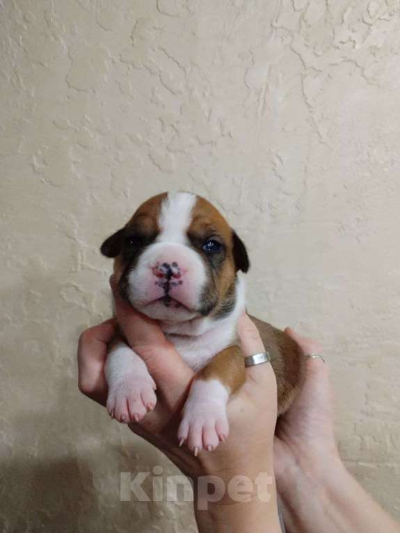 Собаки в Белгороде: Девочка американского стаффордширского терьера  Девочка, 40 000 руб. - фото 1