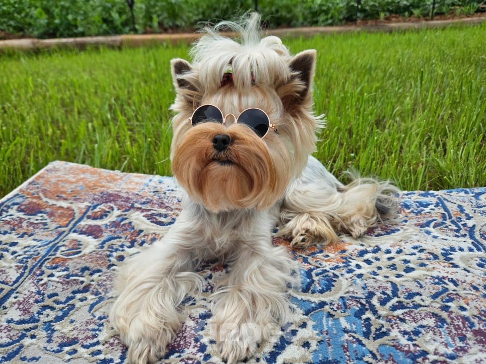 Собаки в Иркутске: Йоркширский терьер щенки с документами РКФ Мальчик, 75 000 руб. - фото 3