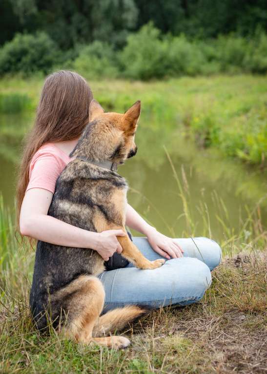 Собаки в Солнечногорске: Умненькая девочка в добрые руки Девочка, Бесплатно - фото 3