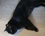 Кошки в Москве: Черный зеленоглазый кот  Мальчик, Бесплатно - фото 3