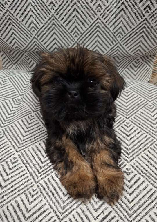 Собаки в Кропоткине: Ши-тцу  Мальчик, 20 000 руб. - фото 5